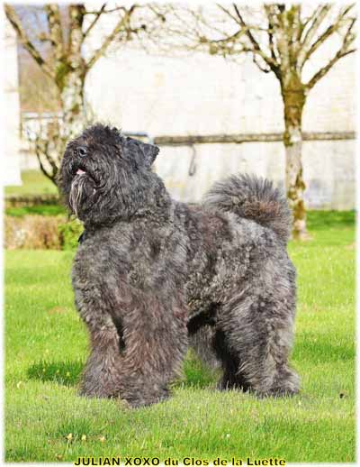 JULIAN XOXO du Clos de la Luette SITE WEB ELEVAGE DU CLOS DE LA LUETTE SPECIALISE POUR LE BOUVIER DES FLANDRES COPYRIGHT DEPOSE